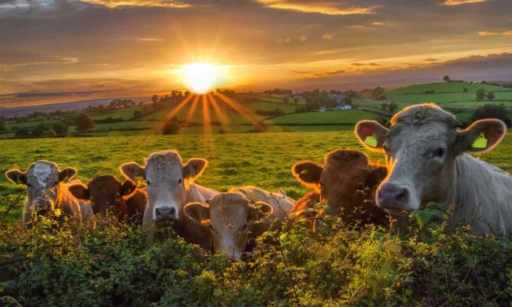 Farm life